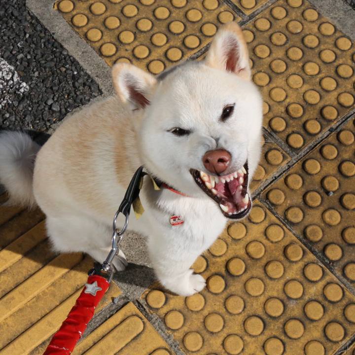 2f2b0443 43af 41c1 b481 5d7cf8025946