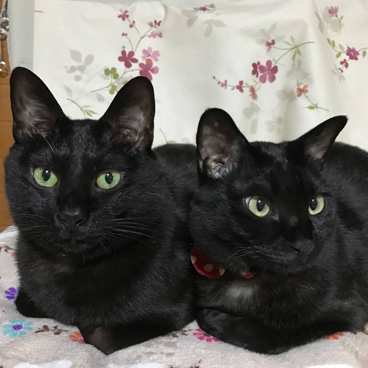 2f51d9f5 1181 4195 a1f2 748eff031971