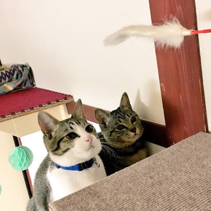 2f5d801d 2689 4a4e ac81 afc6bb2d834a