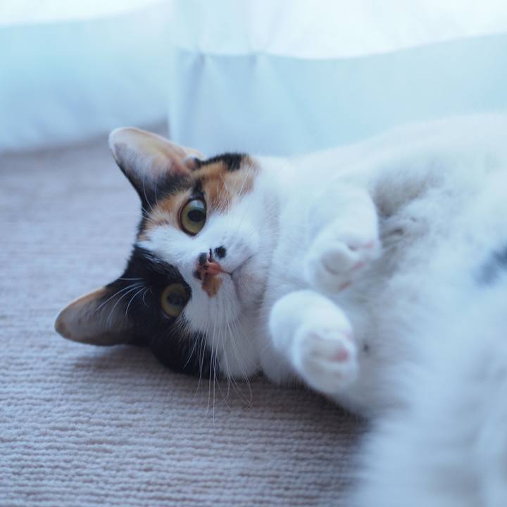 2f69d172 5f96 48a3 88cb 994d0fe39759