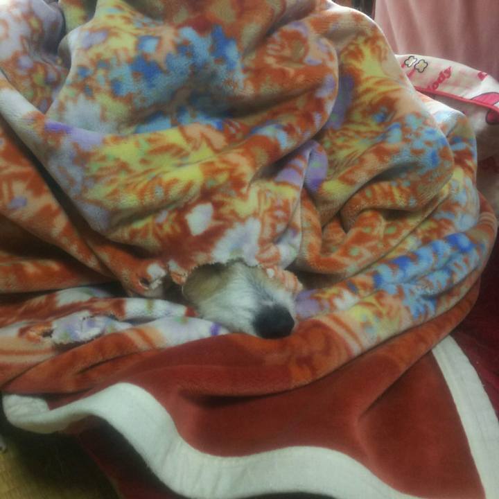 2f6f767a 7b2c 479e 8c29 c050652c36e5