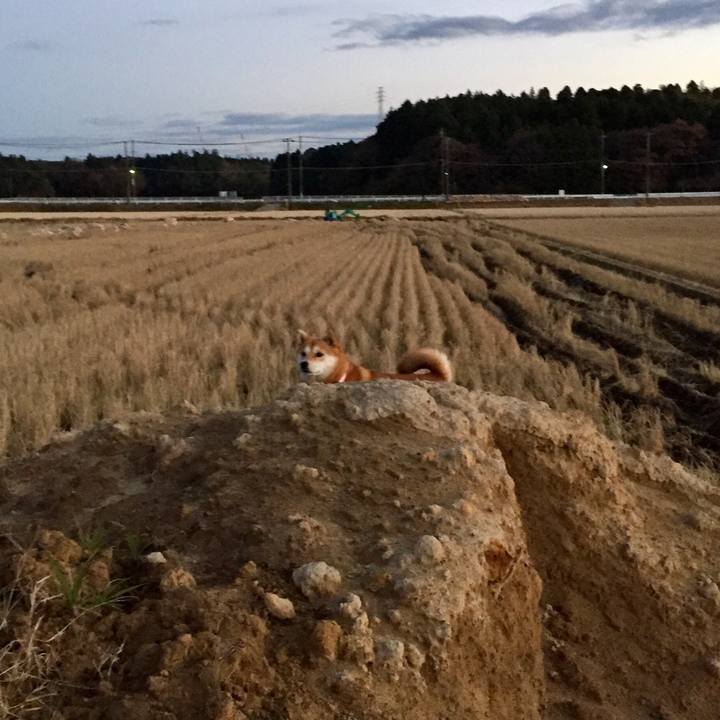 2f803a9d fd38 4426 bcef 8742ecaf642c