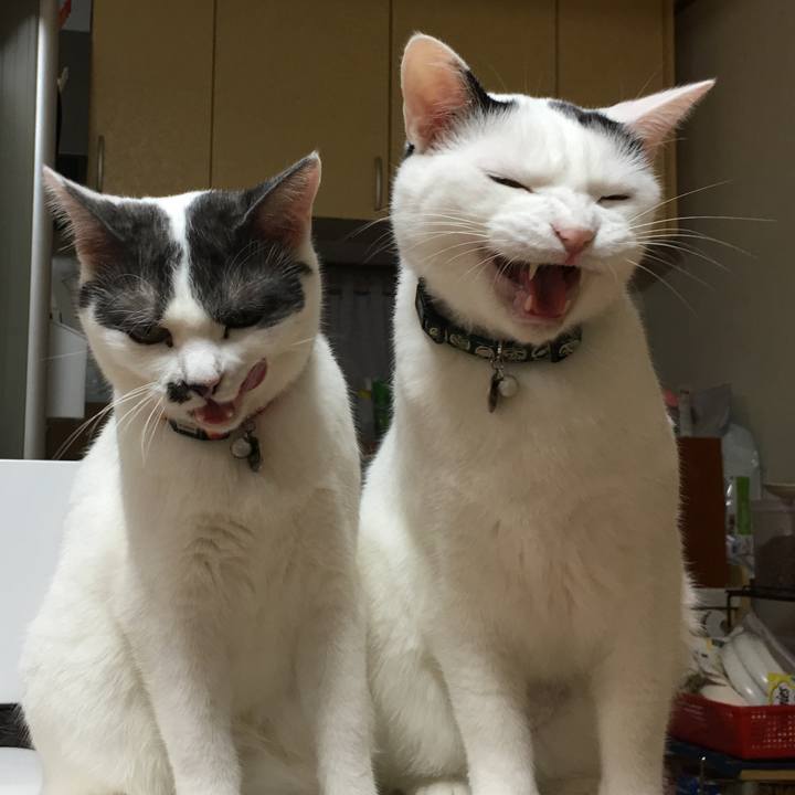 2f8462fe 265e 488c a6d4 1475871e1584