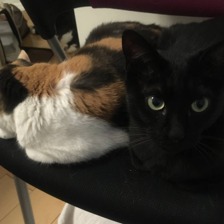 2f86cf8d e32e 4a21 bcc0 ca39c7f28421