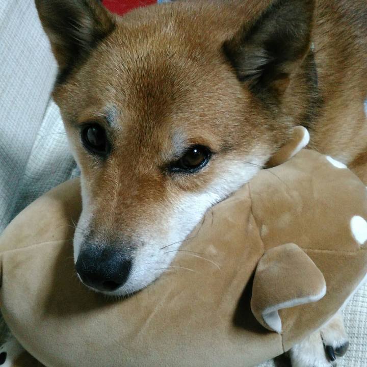 2fa15c0f e6f6 4946 8f4a dd917a155856