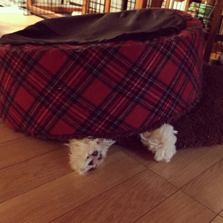 2fac32e5 a000 4071 95e0 bfc5aa62f5d3