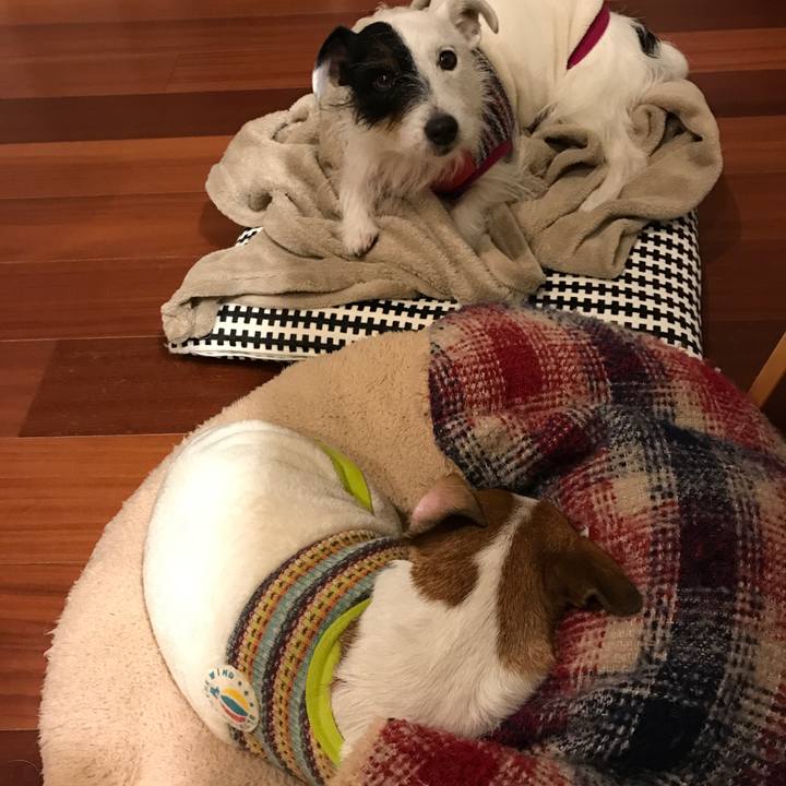 2faf9245 09c2 49de 99a8 5ce79dd45204