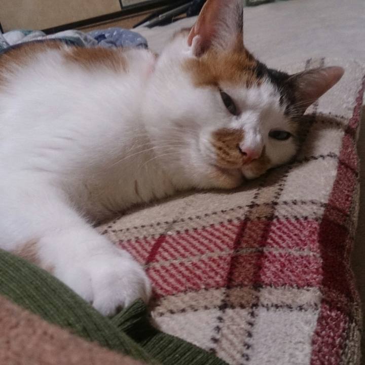 2fc66eb1 b10b 4395 bbe0 90dee56bec03