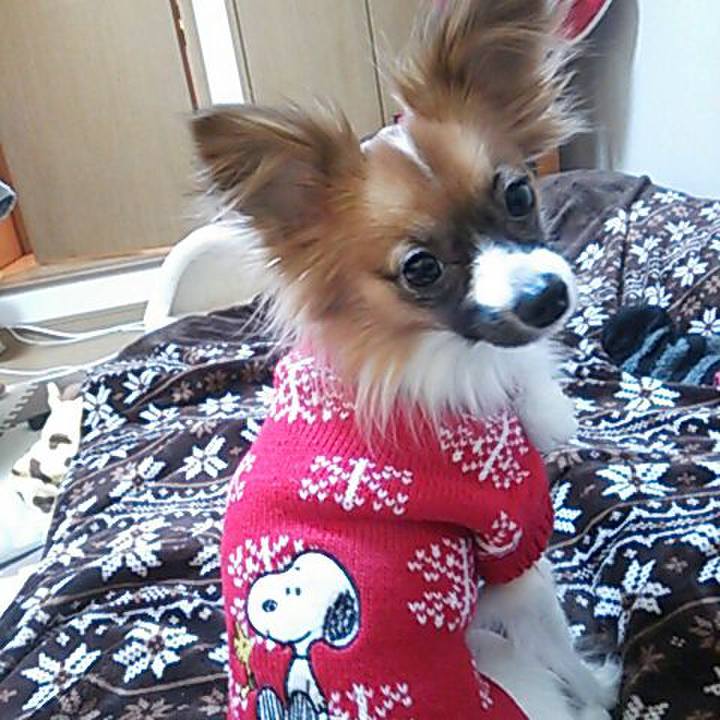 2fc92f15 af55 4cbd 88c8 821cb6211077