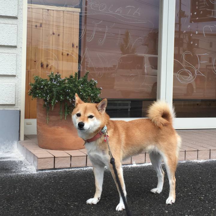 2fce72ed 33e7 4c2e b157 b7779935bb98