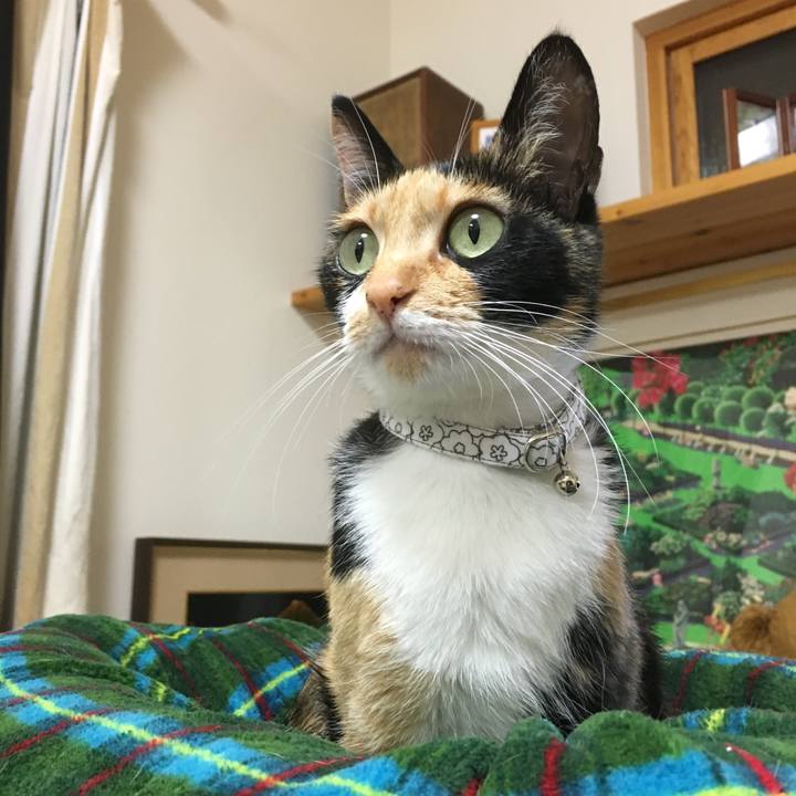 2fd1fe88 ded3 4586 8ad2 1357bc6528d2