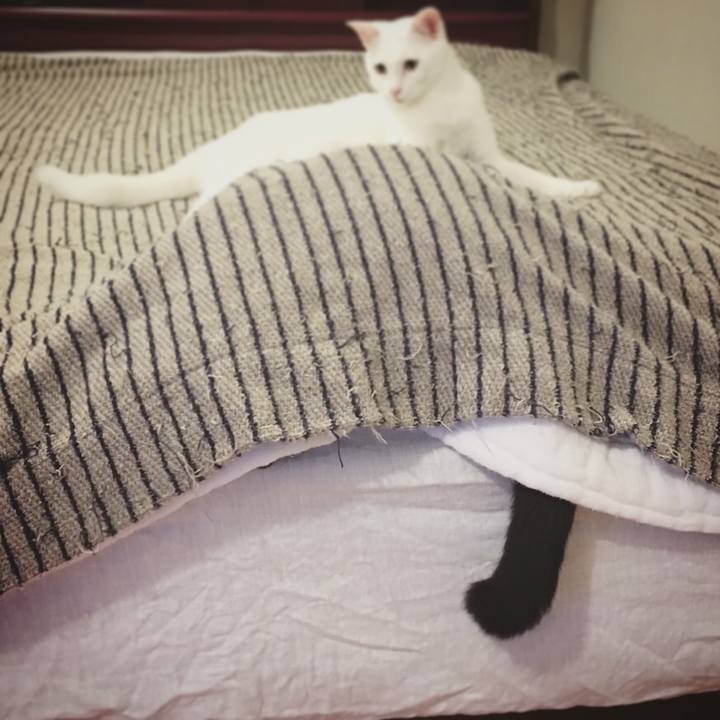 2fd5264e d3fc 4dcd b377 e53c91e34daf