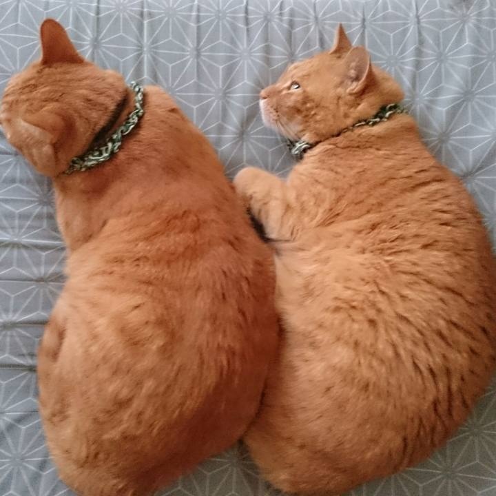 2fd7af55 fcf7 482e ae7f fe971c030837