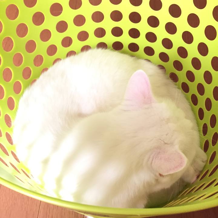 2fe16548 206b 4b6e 972a 6878d8e79c14