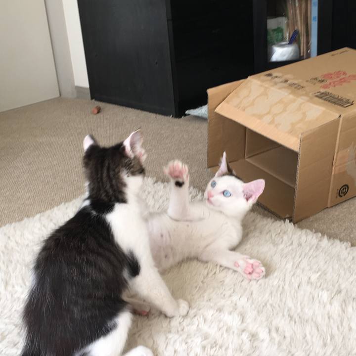 2fe4d557 d06c 4ee4 b09a 929efb3569e5