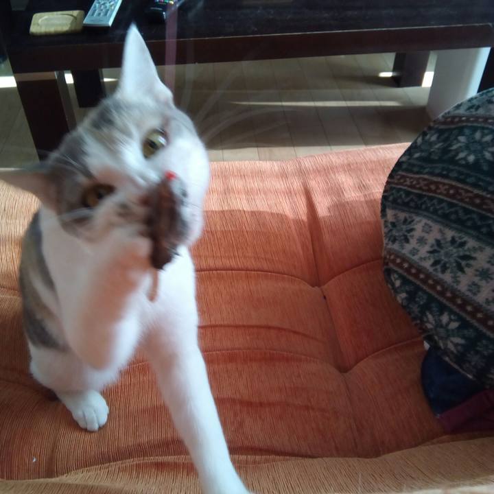 2fe88060 104a 4f2b 8852 ae77dd4f8d71