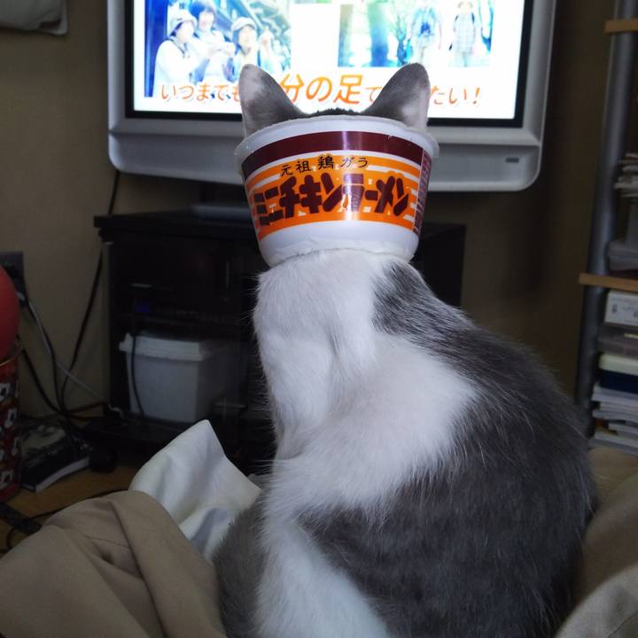 2ff31194 7cca 4dff acf8 4503bb1034a2