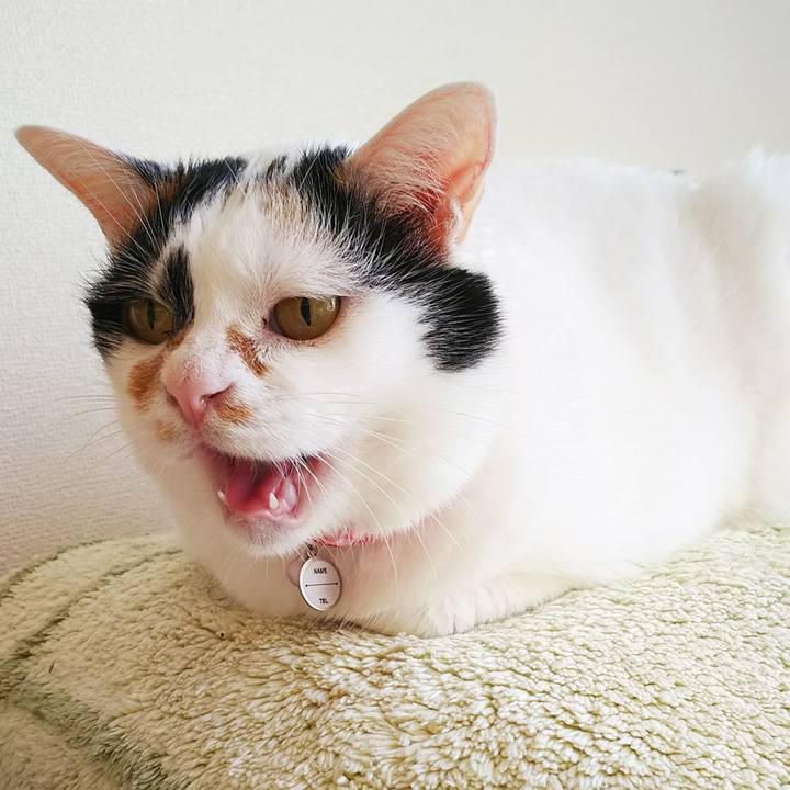 2fffdbcf 4c05 4708 b7b4 f18720be4e3b