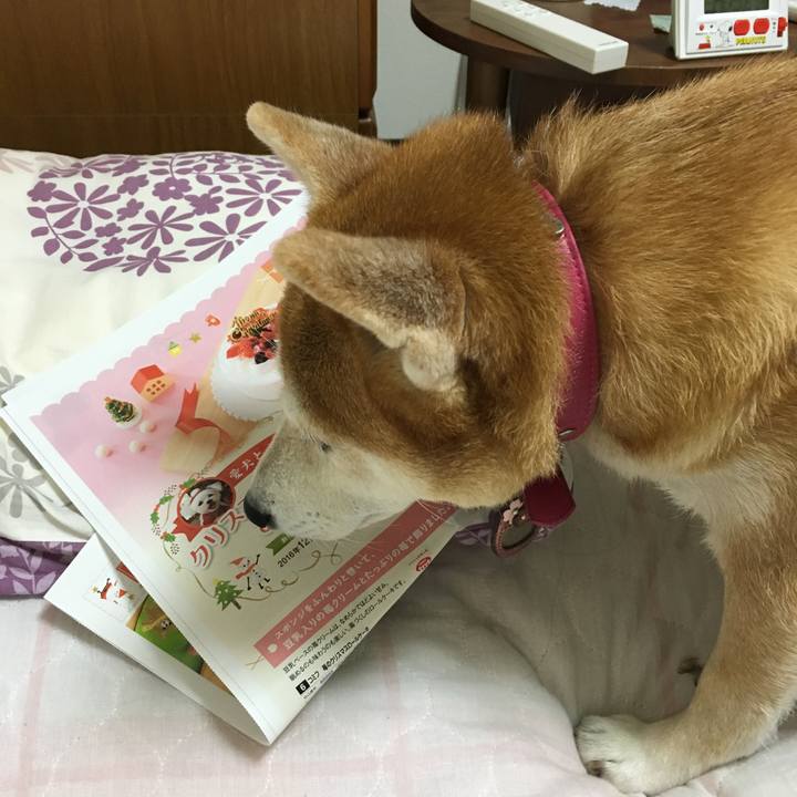 3006ae68 f0c1 4b2f bc38 b7713723929d