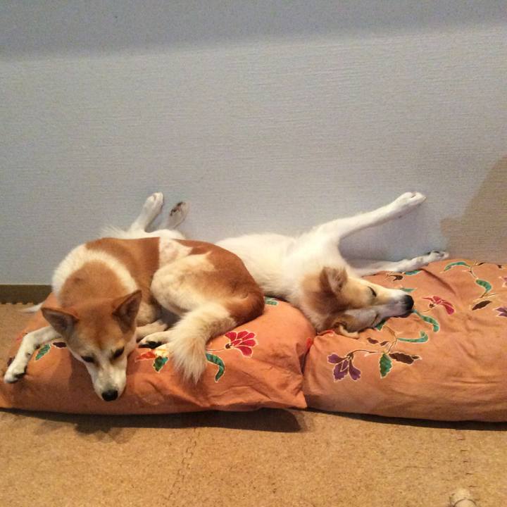 302bf9da 38cf 4cb4 93bc 26c6fced8df7