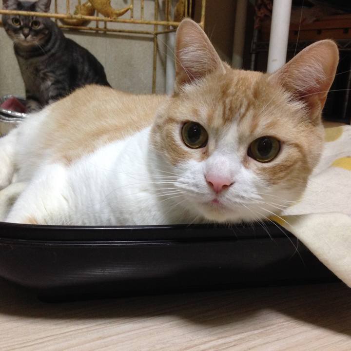 306bcff5 bf51 4786 868c 0420868f5917