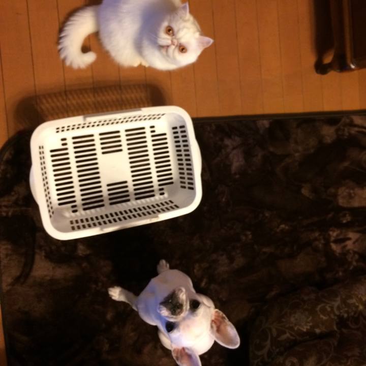 3079a3ae 581e 4329 a4ce 54f14606610d