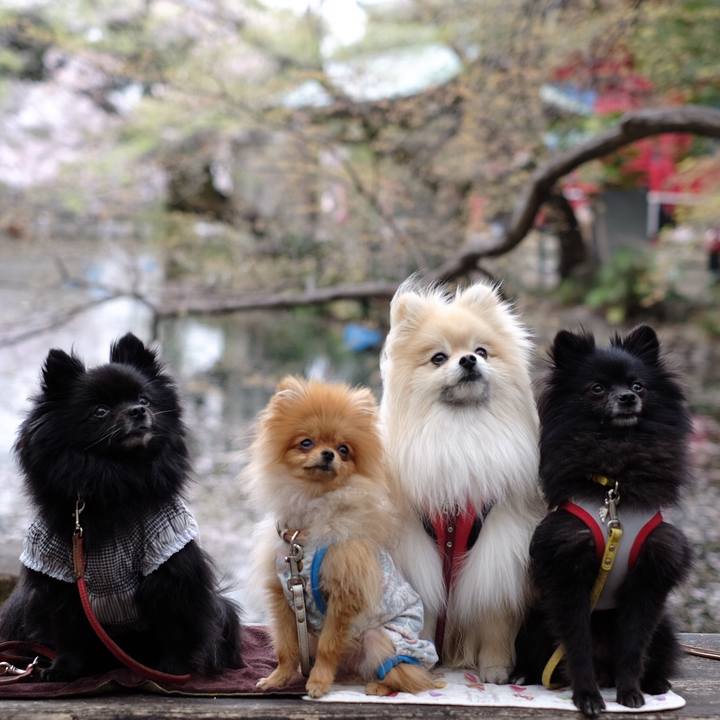 3094a727 c0e3 4c9a a6ee e262dcdd589e