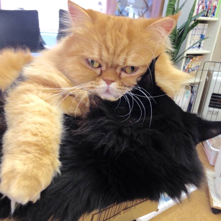 30ce369e faf7 472e 9766 e00113d80545