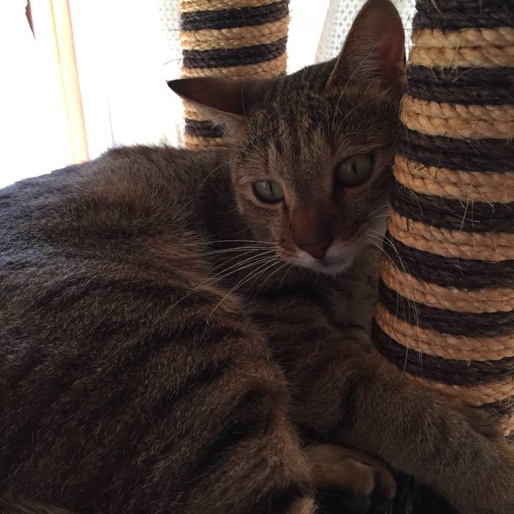 30fd1f9a 1691 4a1c a0dc 81df5dda7817