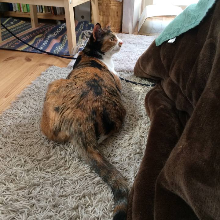 31177b83 17b9 4609 b12e ca595da04ce0