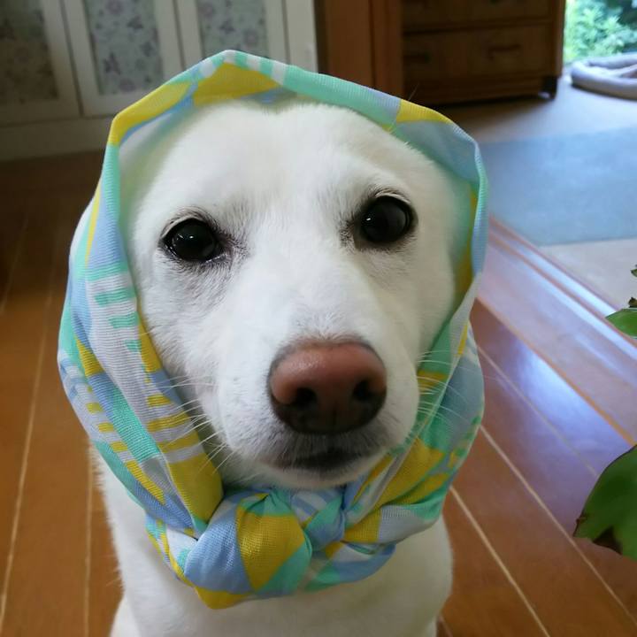 315a68dc ad14 4f01 bbee 8c28ec57259e