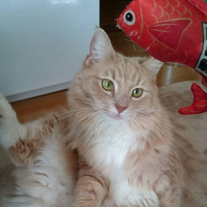 31630068 cacd 43fa 8d38 5b0747946bcf