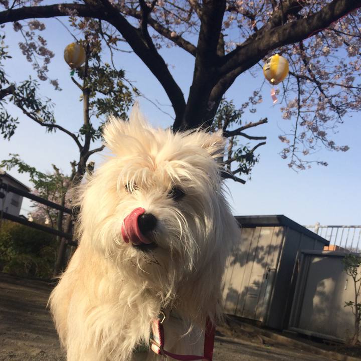 316ba96a 900a 4f77 802c fce1309b4c3f