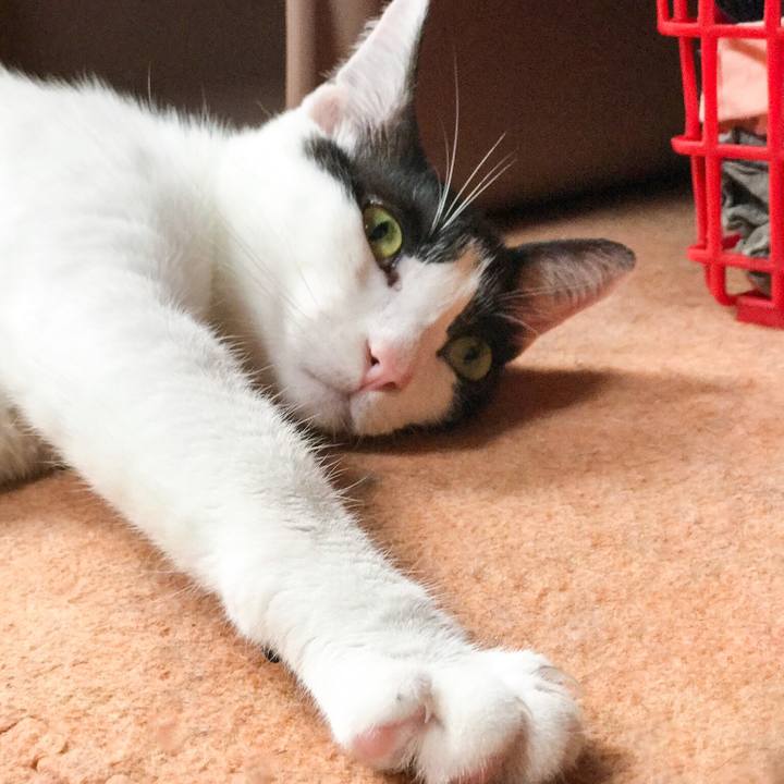 3171bcb4 2c36 49ac a931 462b4084e452