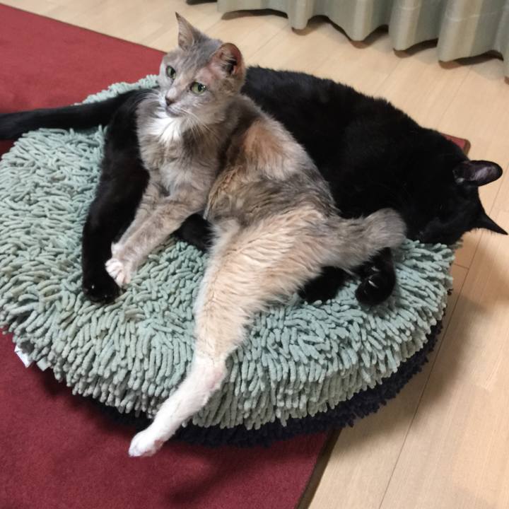 318d22af 1453 475a a74e 1f754e4aa0f2