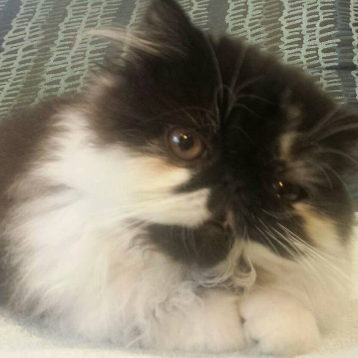 318eff7c c3a3 4dd0 a05d 1dc38b2c9f43