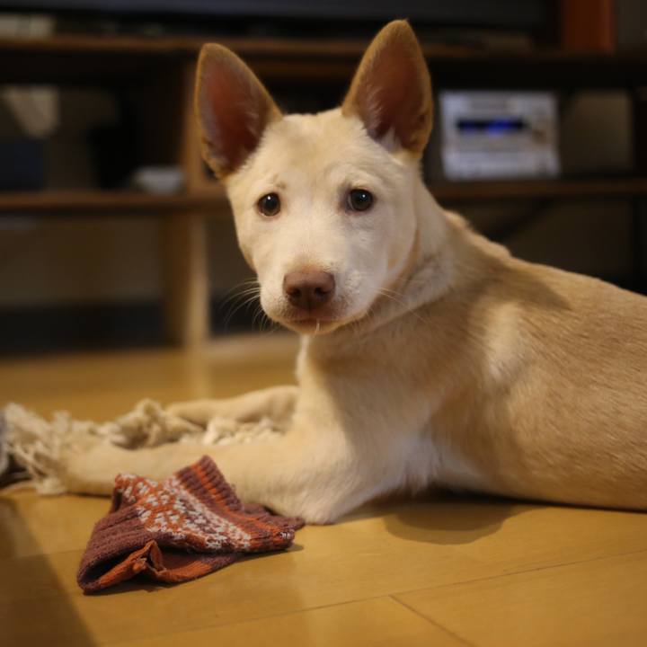 31a0bb0a 9056 49ea 8b5f d4b07f252f39