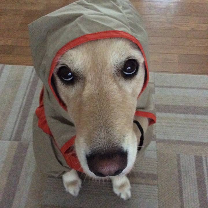 31a4b28c 838a 49ef a76b a1fa295ca240