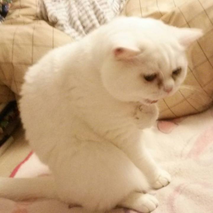 31a51e7a 7dff 4219 bd9f 9687e7bf113c