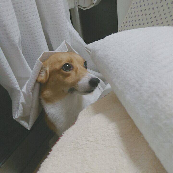 31a88d98 44ca 4e56 be8c d4170fd66d06