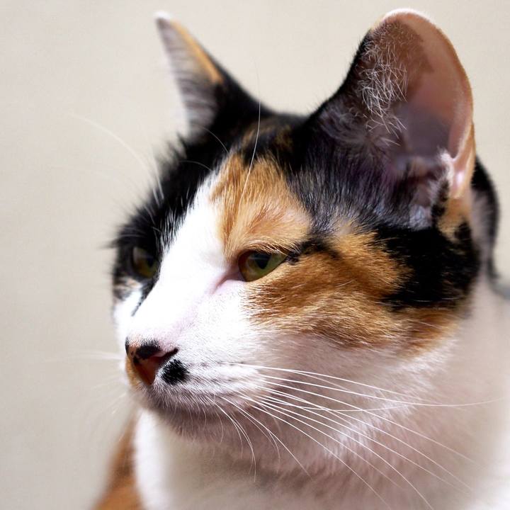 31aca1c6 1584 44f8 a4d6 455207f6835b