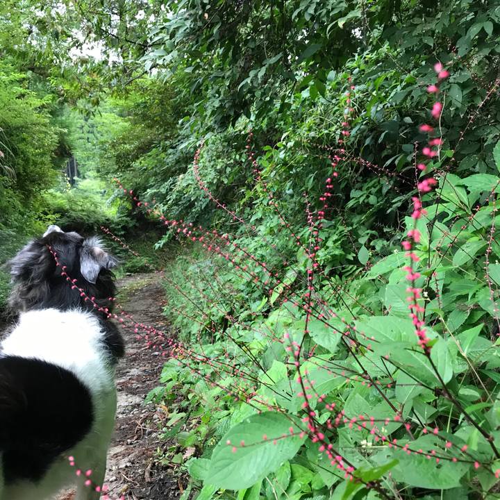 31b2f9f9 0ac7 418c b33c 28a5a1e2b60d