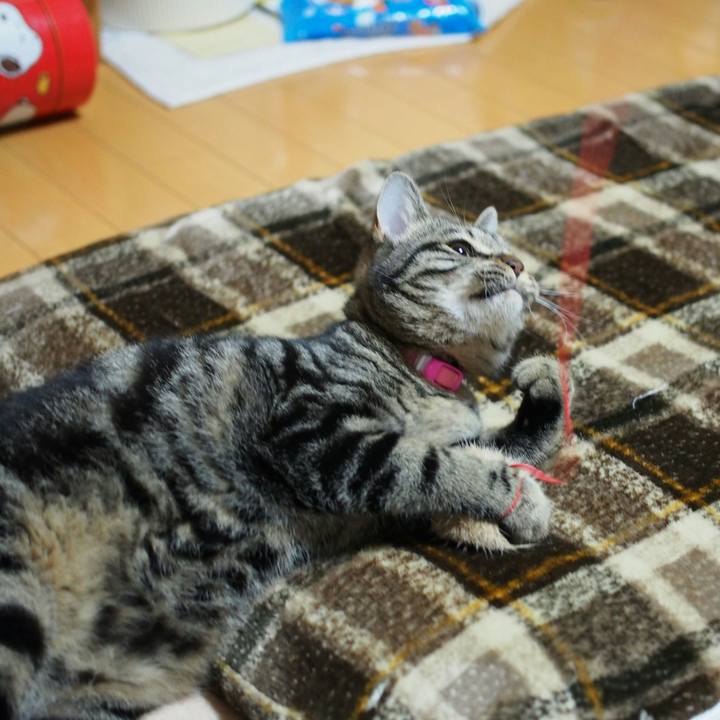 31b39838 2306 408a acef c0d94e56f5bd