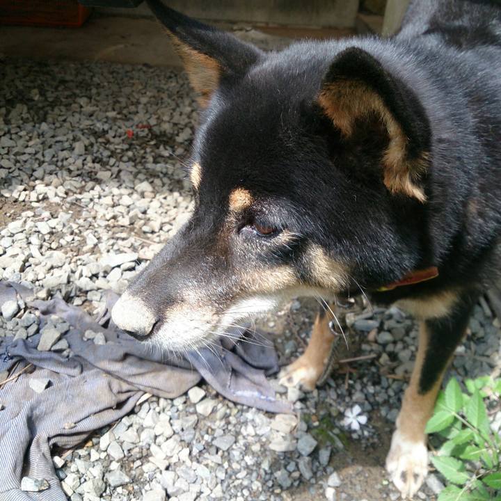 31c17ba7 4e04 439a af92 666ca0906e22