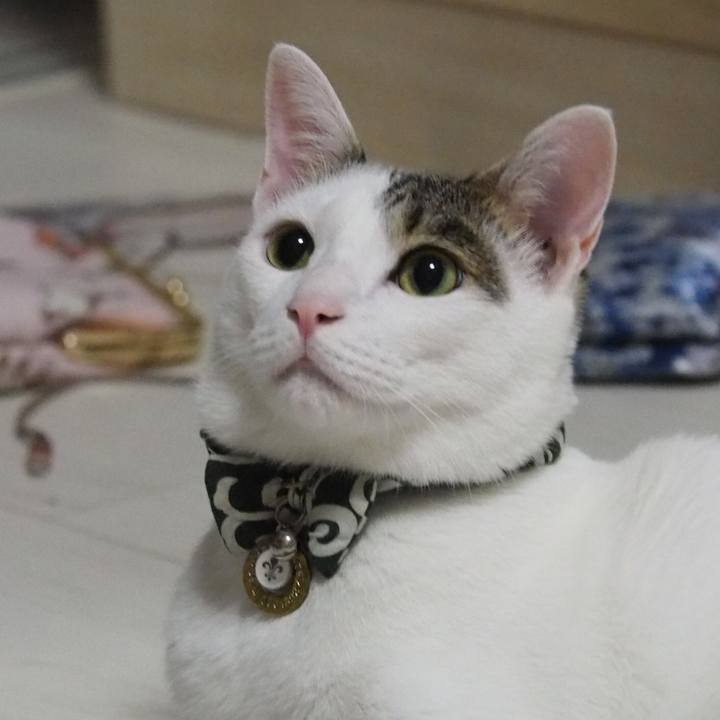 31de615f c8cc 4687 a9d4 2c987ff75d4a