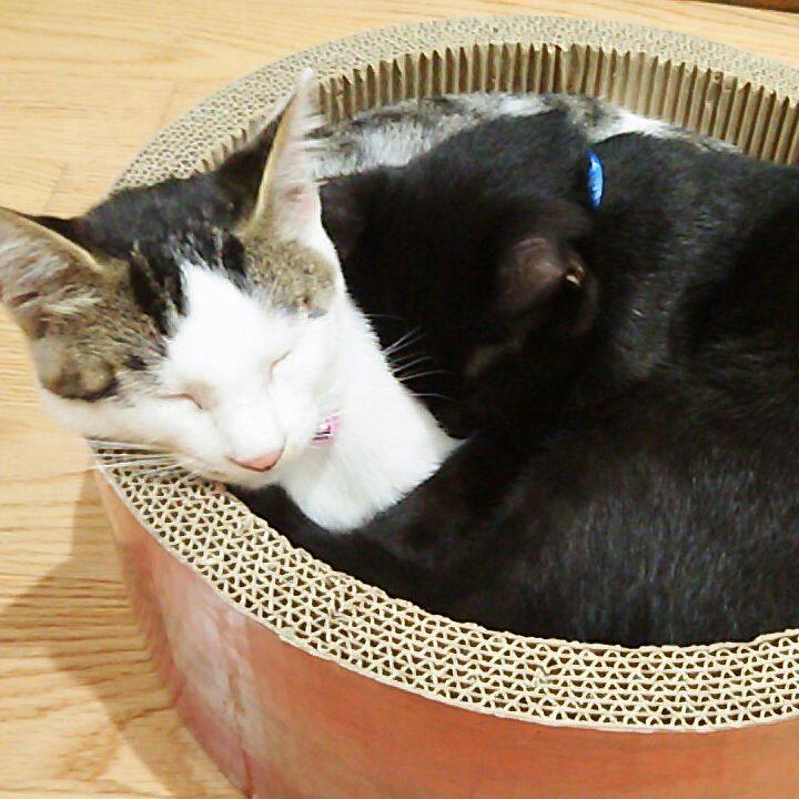 31ed68c9 da44 417d baa6 988c151c9fda