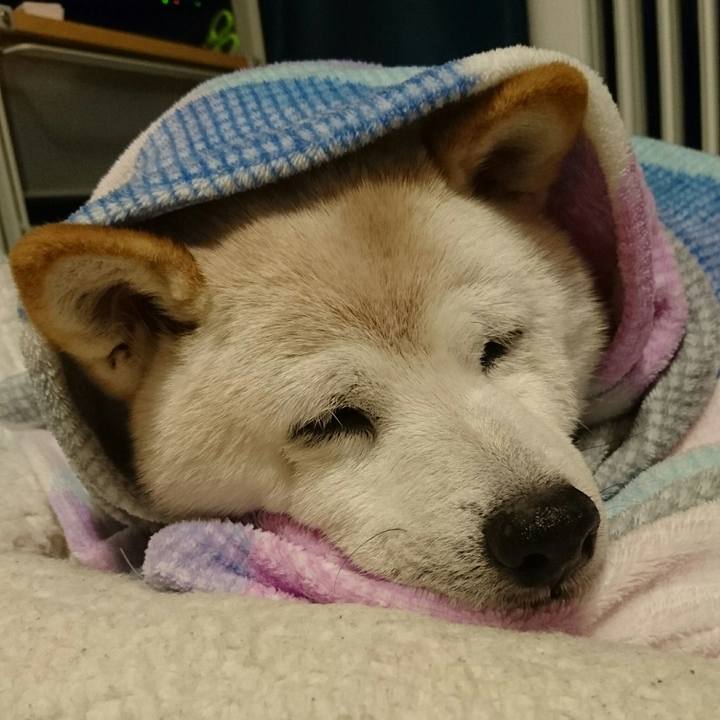 31fe1ee9 358c 4e34 8483 4be494f5c5f2