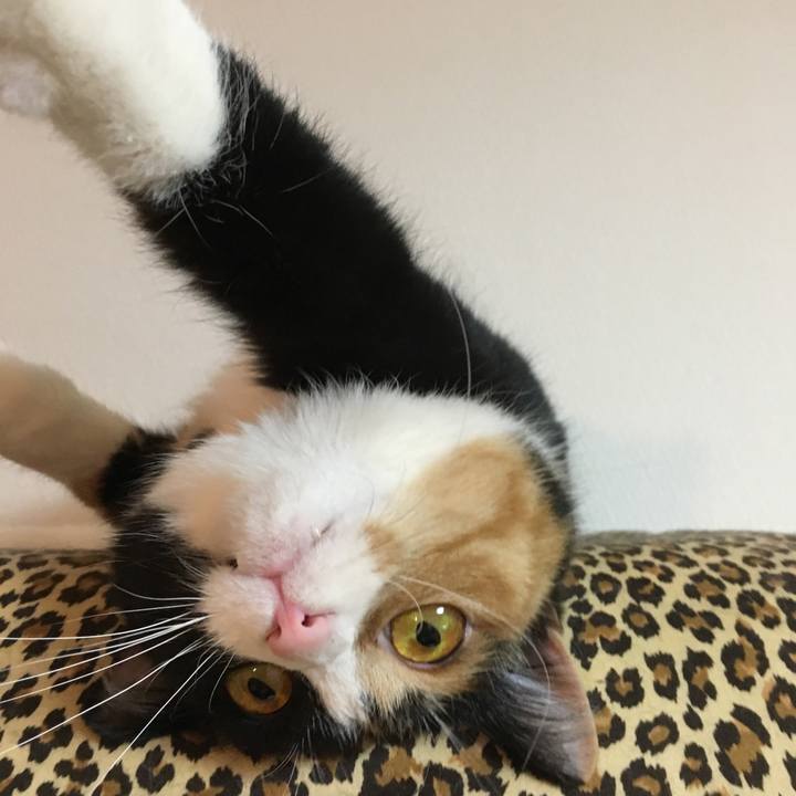 3204bfe7 35bd 4300 bc8e d5397bff4b0f