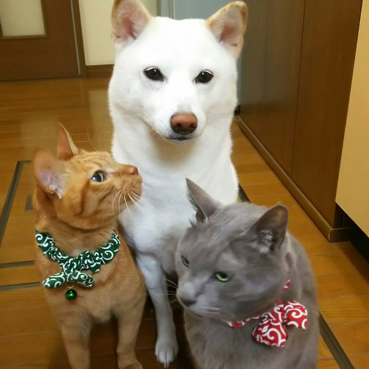 320af74b 8345 40c4 8c51 160ebb0cf55e