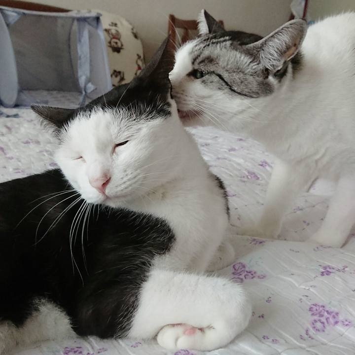 3231b18f 6e53 4872 bb17 538555f6ba16